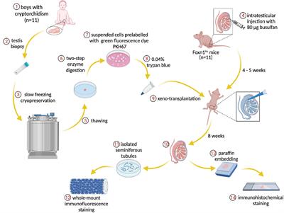 Characterization and Survival of Human Infant Testicular Cells After Direct Xenotransplantation